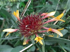 Gaillardia × grandiflora