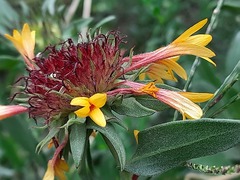 Gaillardia × grandiflora