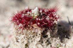 Drosera eneabba