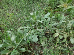 Gaillardia × grandiflora