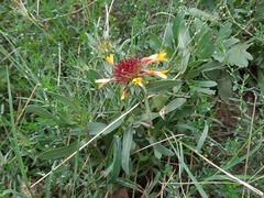 Gaillardia × grandiflora