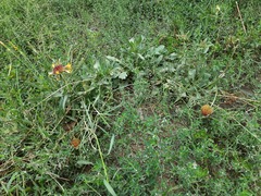 Gaillardia × grandiflora