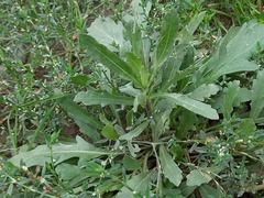 Gaillardia × grandiflora