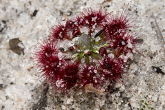 Drosera eneabba