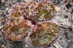Drosera magna