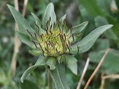Gaillardia × grandiflora