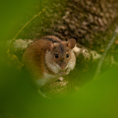 Striped Field Mouse, Восточный административный округ, Москва, Россия, photo 10 of 10
