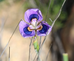 Moraea villosa
