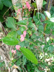 Glochidion littorale