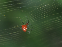 Argyrodes flavescens