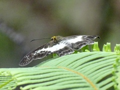 Gerosis phisara