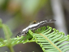 Gerosis phisara