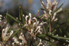 Hakea trifurcata