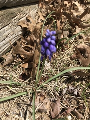 Muscari botryoides