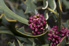 Hakea auriculata