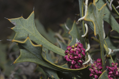 Hakea auriculata