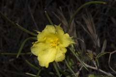 Hibbertia striata