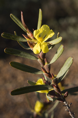 Hibbertia subvaginata