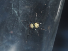 Thorelliola ensifera