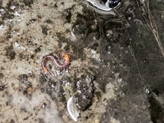 Scolopendra multidens