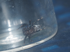 Thorelliola ensifera