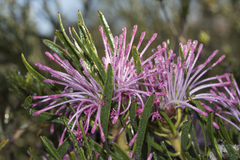Isopogoninae