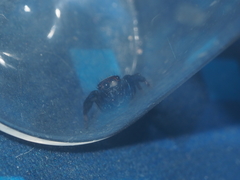 Thorelliola ensifera