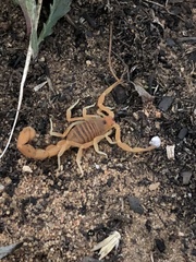 Parabuthus planicauda