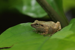Pseudophilautus wynaadensis