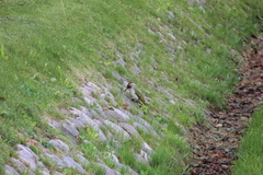Picus canus × viridis