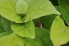 Pseudophilautus wynaadensis