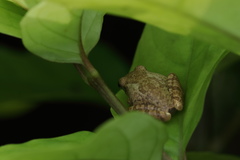 Pseudophilautus wynaadensis