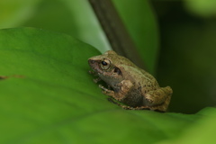 Pseudophilautus wynaadensis