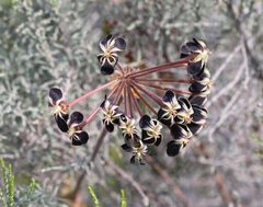 Pelargonium lobatum