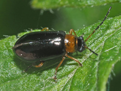 Luperus luperus