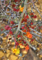 Acacia deficiens