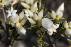 Astroloma xerophyllum