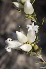 Astroloma xerophyllum