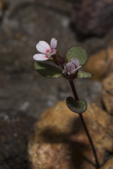 Levenhookia murfetii