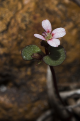 Levenhookia murfetii