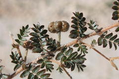 Tribulus excrucians