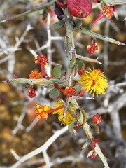 Acacia deficiens