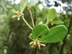 Alyxia sinensis