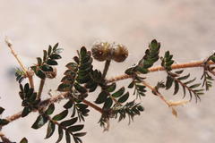 Tribulus excrucians