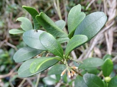 Alyxia sinensis