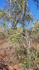 Persoonia falcata
