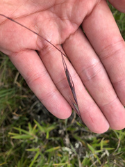 Elymus tsukushiensis