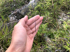 Elymus tsukushiensis