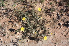 Tribulus excrucians
