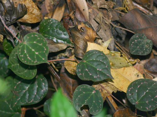 Piper porphyrophyllum, photograph 1